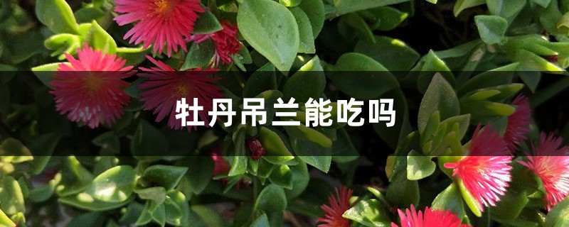 牡丹吊兰能吃吗 牡丹吊兰能吃吗