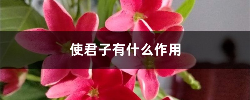 使君子有什么作用 使君子有什么作用