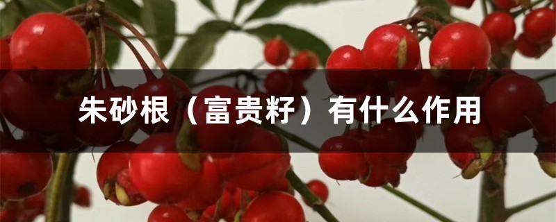 朱砂根(富贵籽)有什么作用 朱砂根(富贵籽)有什么作用