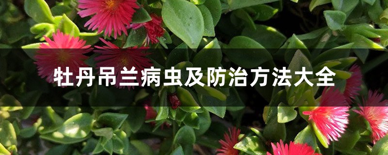 牡丹吊兰病虫及防治方法大全 牡丹吊兰病虫及防治方法大全