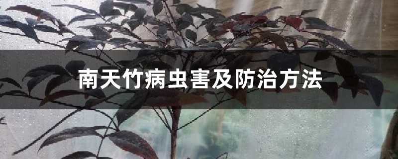 南天竹病虫害及防治方法 南天竹病虫害及防治方法