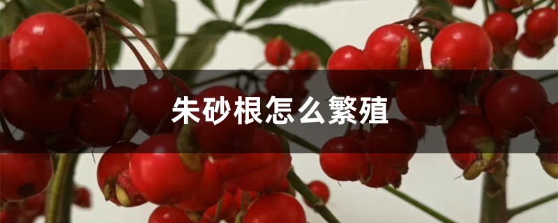 朱砂根怎么繁殖 朱砂根怎么繁殖
