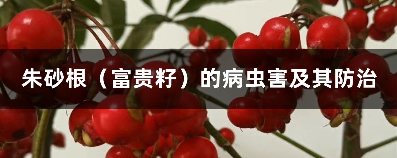 朱砂根(富贵籽)的病虫害及其防治 朱砂根(富贵籽)的病虫害及其防治