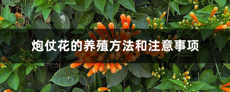 炮仗花的养殖方法和注意事项 炮仗花的养殖方法和注意事项