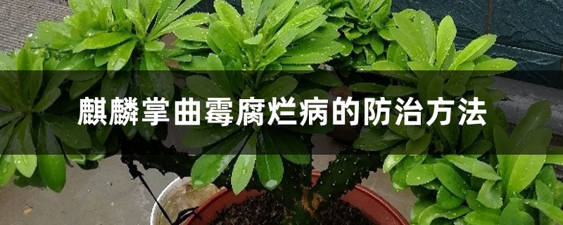 麒麟掌曲霉腐烂病的防治方法 麒麟掌曲霉腐烂病的防治方法