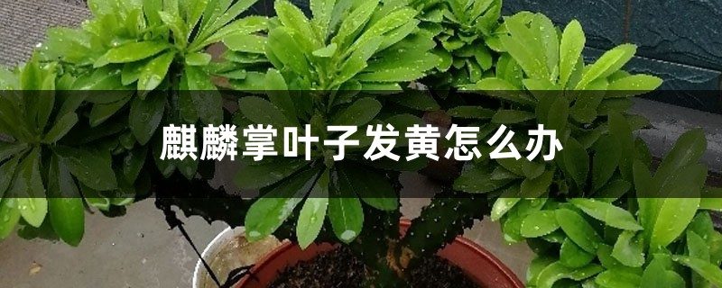 麒麟掌叶子发黄怎么办 麒麟掌叶子发黄怎么办