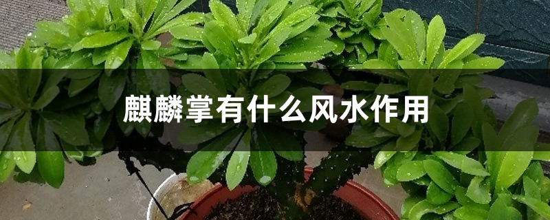 麒麟掌有什么风水作用 麒麟掌有什么风水作用
