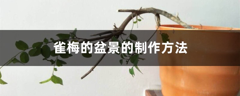 雀梅的盆景的制作方法 雀梅的盆景的制作方法