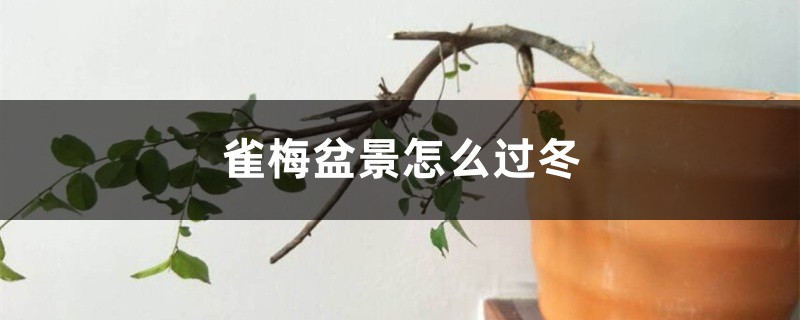 雀梅盆景怎么过冬 雀梅盆景怎么过冬
