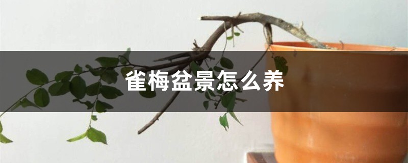 雀梅盆景怎么养 雀梅盆景怎么养