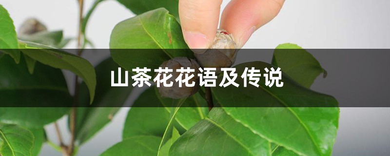 山茶花花语及传说 山茶花花语及传说