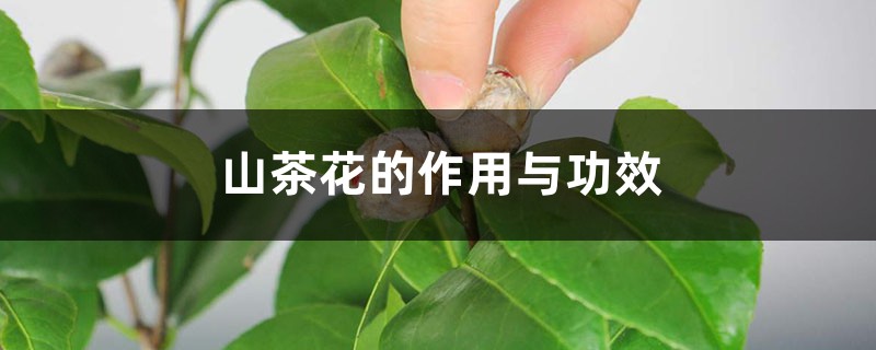山茶花的作用与功效 山茶花的作用与功效