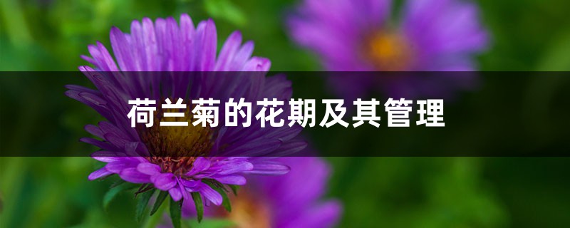 荷兰菊的花期及其管理 荷兰菊的花期及其管理
