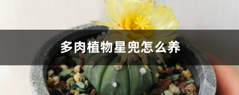 多肉植物星兜怎么养 多肉植物星兜怎么养