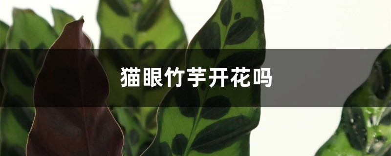 猫眼竹芋开花吗 猫眼竹芋开花吗