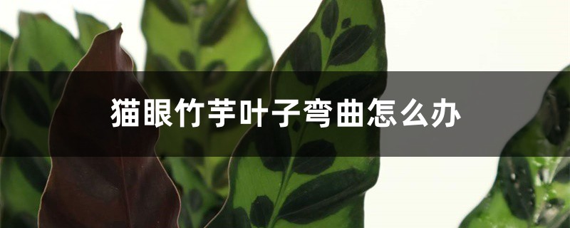 猫眼竹芋叶子弯曲怎么办 猫眼竹芋叶子弯曲怎么办