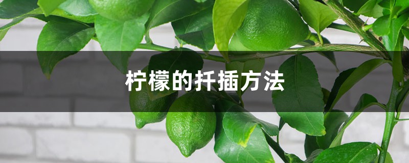 柠檬的扦插方法