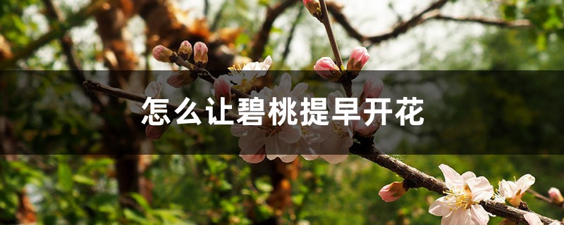 怎么让碧桃提早开花 怎么让碧桃提早开花