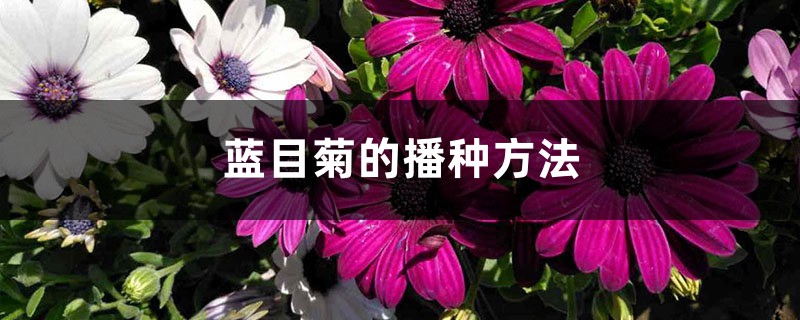 蓝目菊的播种方法 蓝目菊的播种方法
