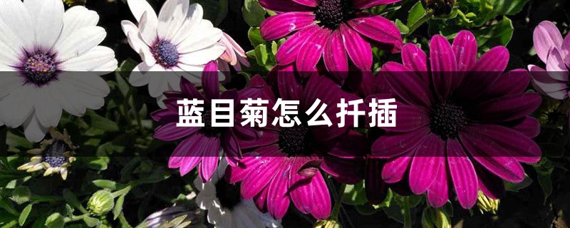 蓝目菊怎么扦插 蓝目菊怎么扦插