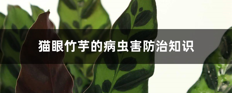 猫眼竹芋的病虫害防治知识 猫眼竹芋的病虫害防治知识