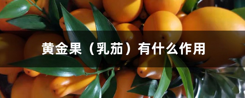 黄金果(乳茄)有什么作用 黄金果(乳茄)有什么作用