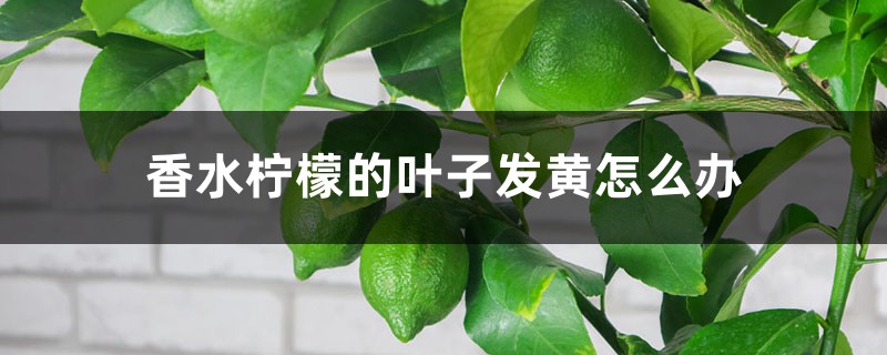 香水柠檬的叶子发黄怎么办 香水柠檬的叶子发黄怎么办