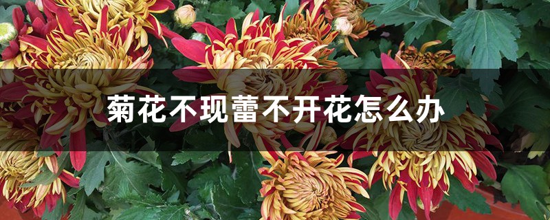 菊花不现蕾不开花怎么办 菊花不现蕾不开花怎么办