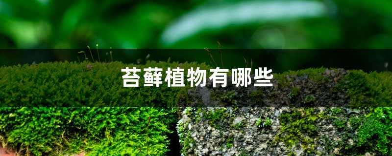 苔藓植物有哪些 苔藓植物有哪些