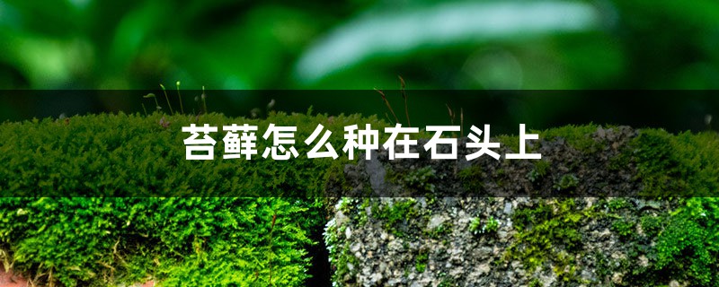 苔藓怎么种在石头上 苔藓怎么种在石头上