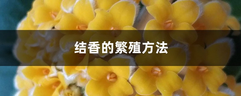 结香的繁殖方法 结香的繁殖方法
