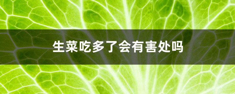 生菜吃多了会有害处吗 生菜吃多了会有害处吗