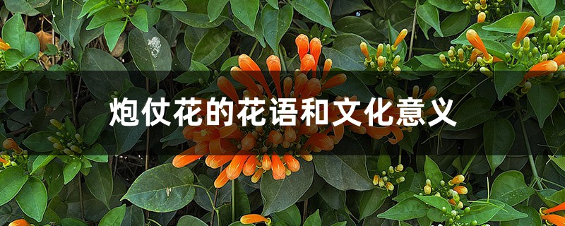 炮仗花的花语和文化意义 炮仗花的花语和文化意义