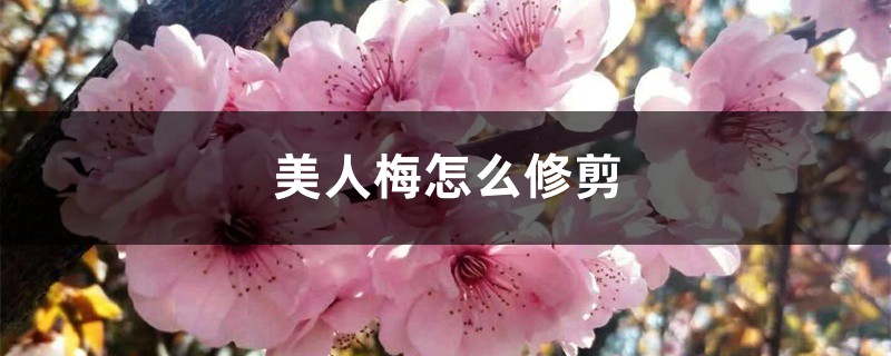 美人梅怎么修剪 美人梅怎么修剪