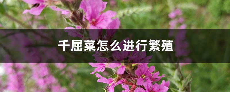 千屈菜怎么进行繁殖 千屈菜怎么进行繁殖