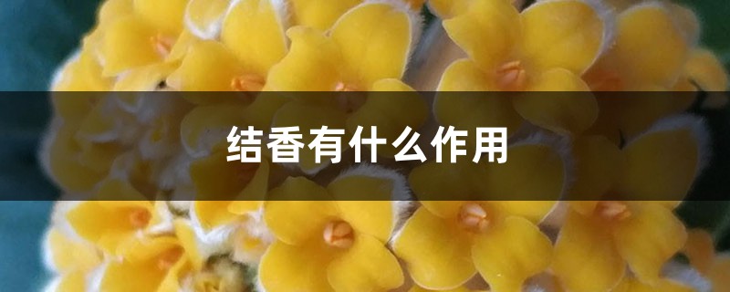 结香有什么作用 结香有什么作用