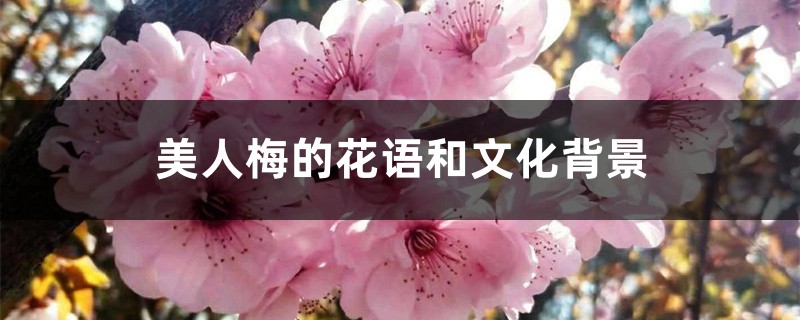 美人梅的花语和文化背景 美人梅的花语和文化背景