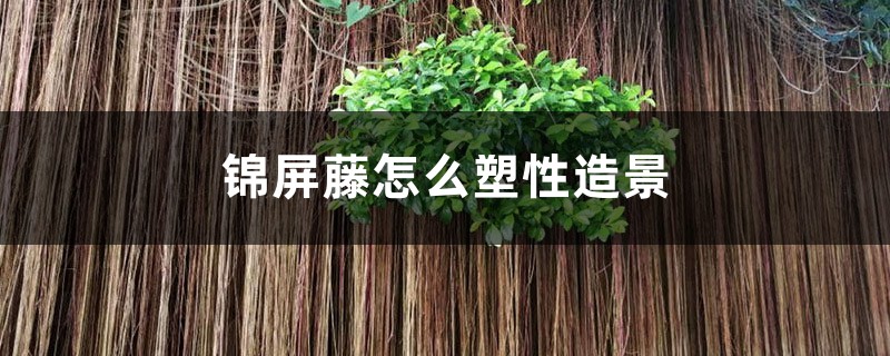 锦屏藤怎么塑性造景 锦屏藤怎么塑性造景