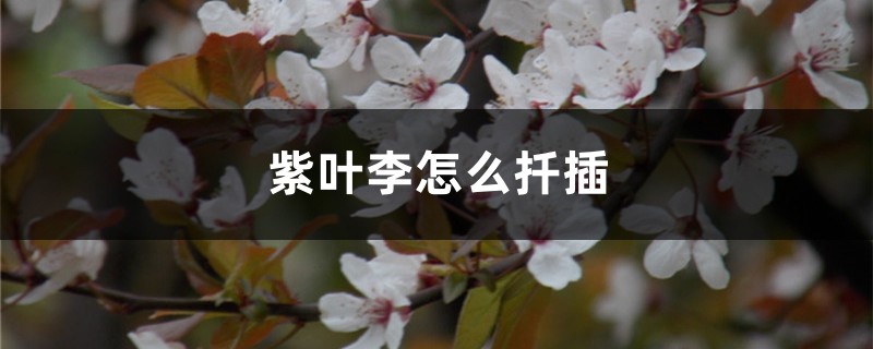 紫叶李怎么扦插 紫叶李怎么扦插