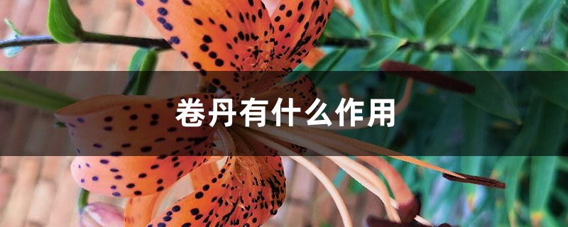 卷丹有什么作用 卷丹有什么作用