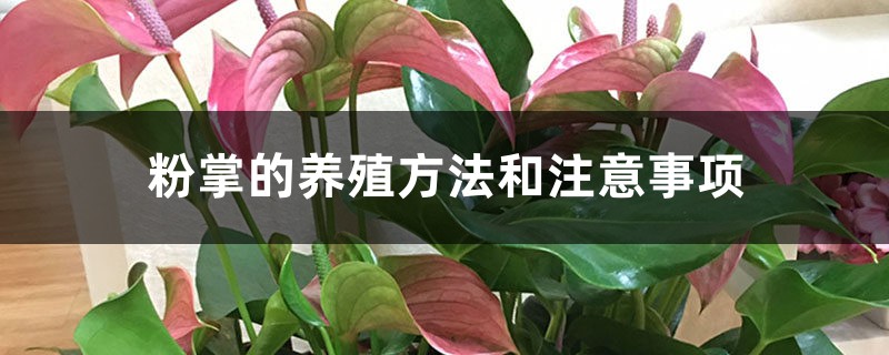 粉掌的养殖方法和注意事项 粉掌的养殖方法和注意事项