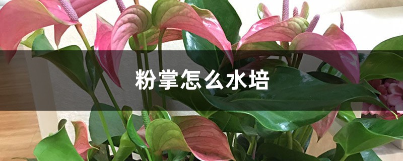 粉掌怎么水培 粉掌怎么水培