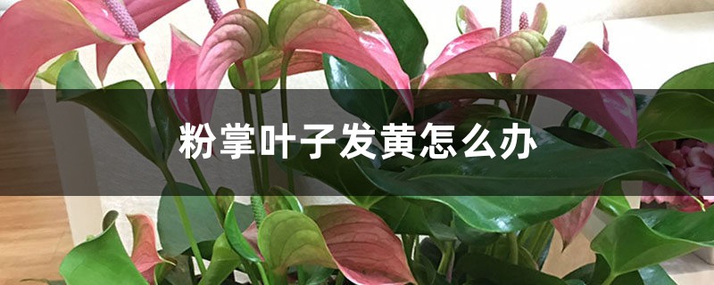 粉掌叶子发黄怎么办 粉掌叶子发黄怎么办