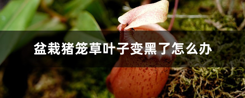 盆栽猪笼草叶子变黑了怎么办 盆栽猪笼草叶子变黑了怎么办