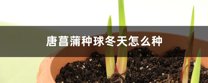 唐菖蒲种球冬天怎么种 唐菖蒲种球冬天怎么种