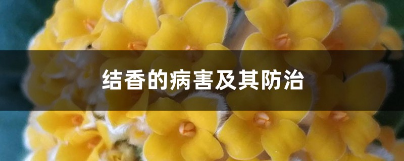 结香的病害及其防治 结香的病害及其防治