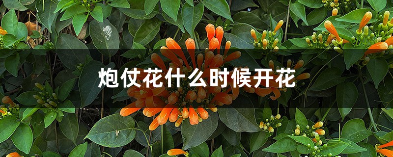 炮仗花什么时候开花 炮仗花什么时候开花