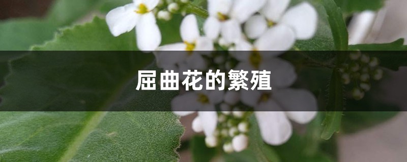 屈曲花的繁殖 屈曲花的繁殖