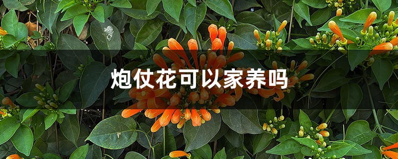 炮仗花可以家养吗 炮仗花可以家养吗
