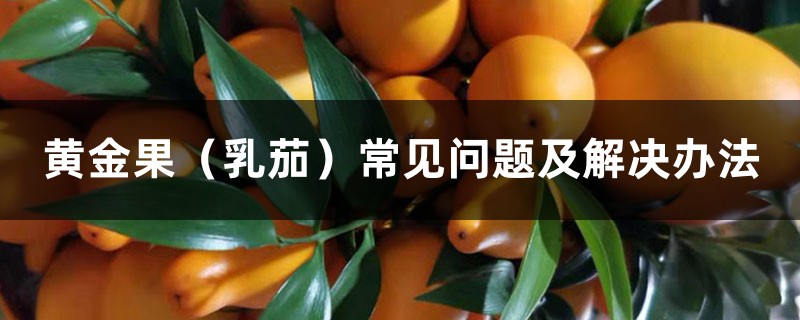黄金果(乳茄)常见问题及解决办法 黄金果(乳茄)常见问题及解决办法